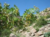 Crataegus songarica. Ветвь с соплодиями с незрелыми плодами. Южный Казахстан, Сырдарьинский Каратау, Юго-Восточный Каратау, горы Улькен-Актау, каньон р. Шабакты, край тугая. 22 мая 2021 г.