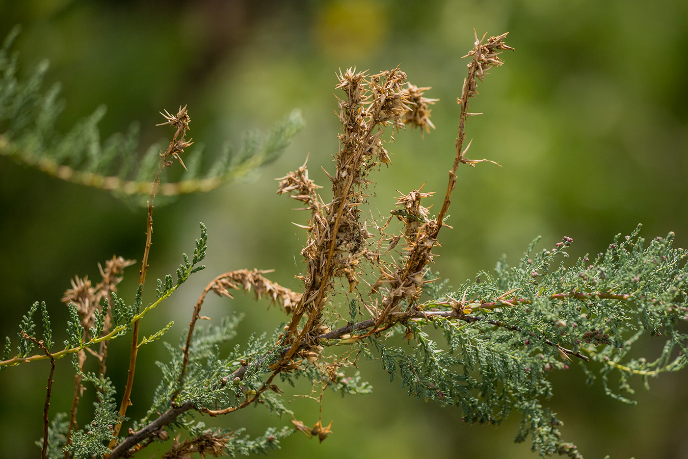 Image of Myricaria squamosa specimen.