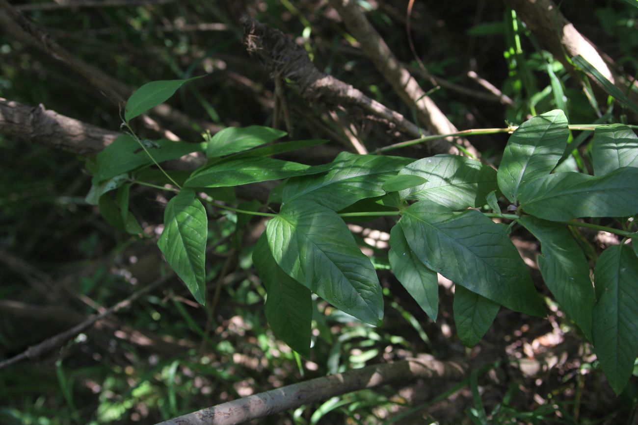 Image of Lysimachia vulgaris specimen.