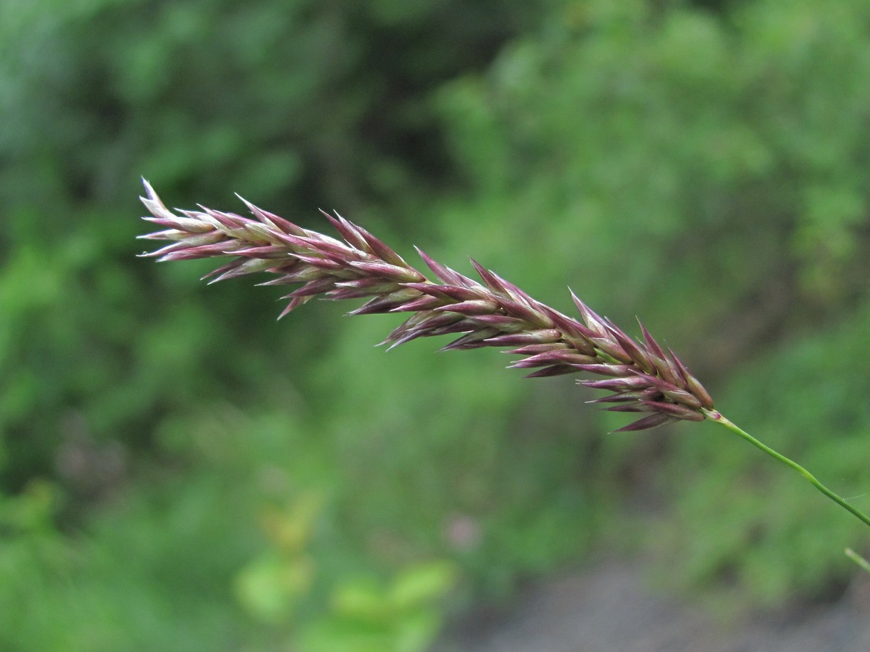 Изображение особи семейство Poaceae.