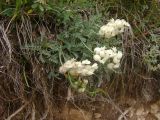 Astragalus karakuschensis