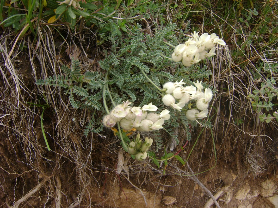 Image of Astragalus karakuschensis specimen.