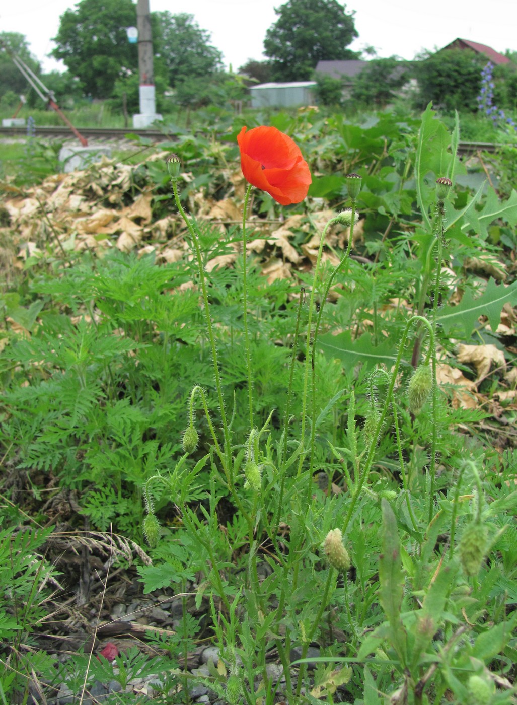 Изображение особи Papaver rhoeas.