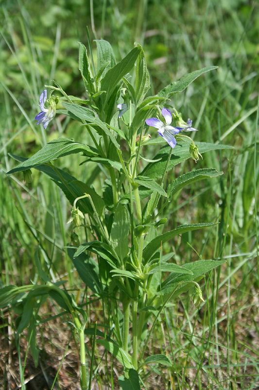 Image of Viola elatior specimen.