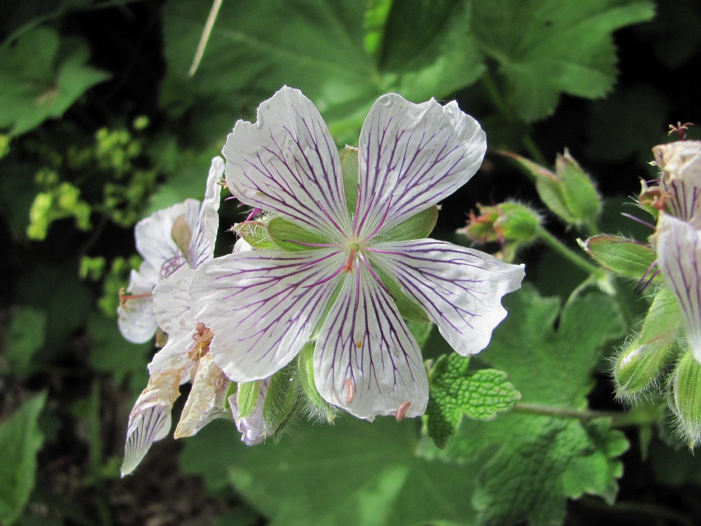 Image of Geranium renardii specimen.