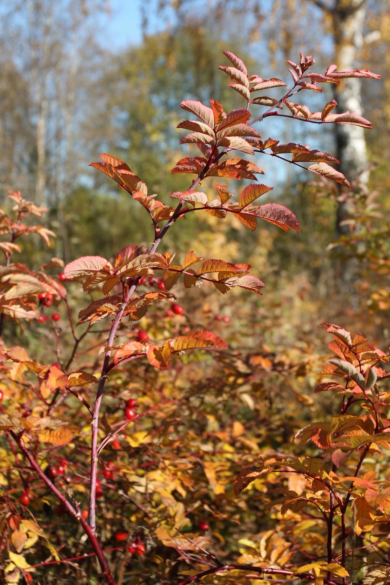 Image of Rosa glabrifolia specimen.