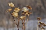 familia Asteraceae. Верхушка сухого завершающего плодоношение растения. Приморский край, Уссурийский гор. округ, окр. с. Монакино, разнотравный сырой луг. 12.12.2021.