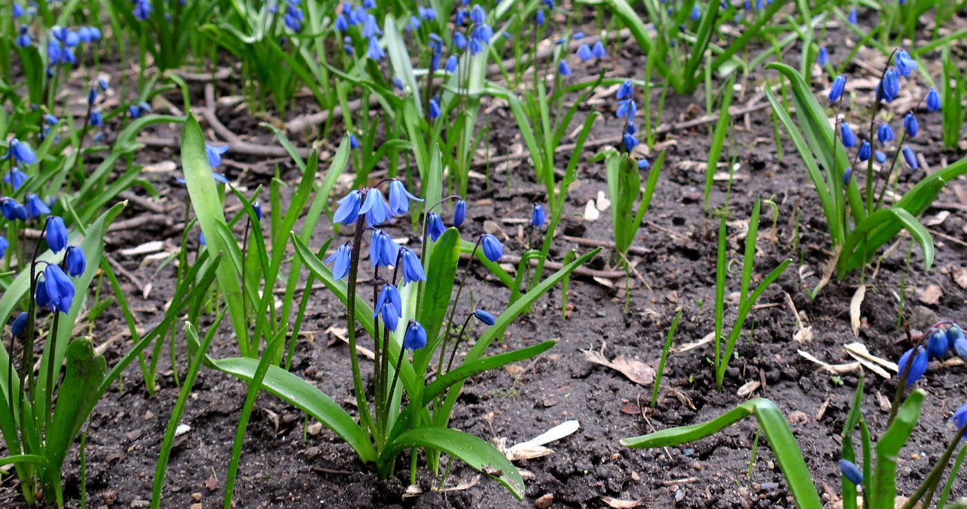 Image of Scilla siberica specimen.