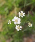 Achillea ledebourii. Соцветия. Республика Алтай, Улаганский р-н, Долина р. Чульча, остров рядом с водопадом Учар. 7 августа 2020 г.