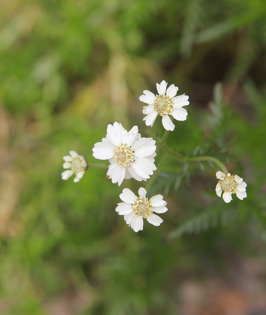 Image of Achillea ledebourii specimen.