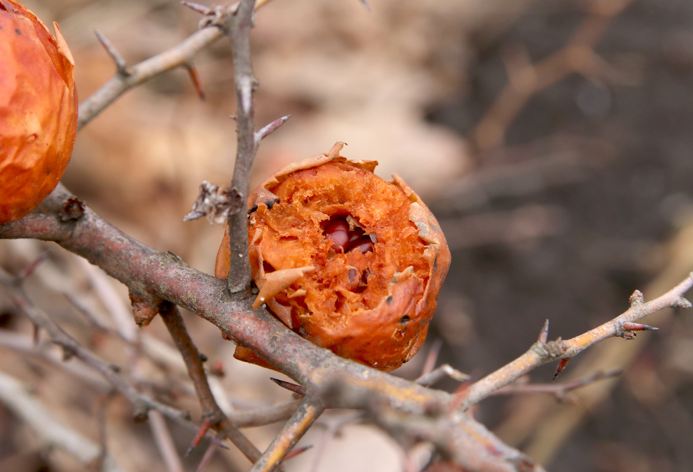 Image of Chaenomeles japonica specimen.