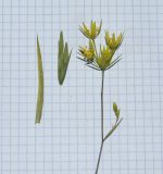 Bupleurum odontites