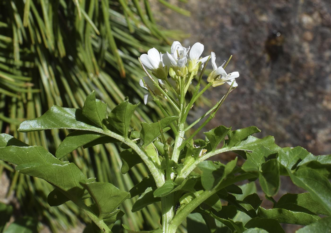 Image of Cardamine amara specimen.
