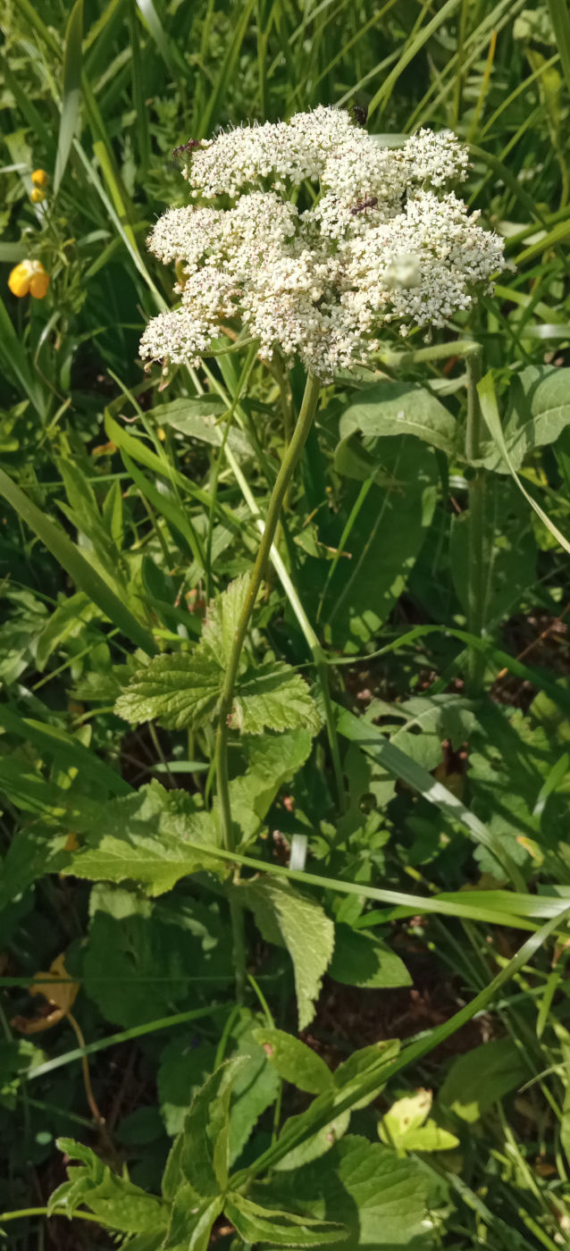 Изображение особи Arafoe aromatica.