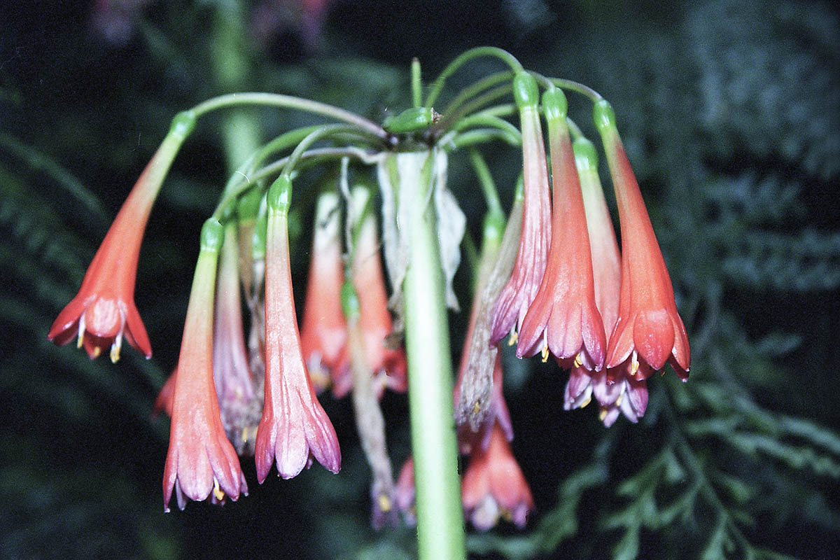 Image of Scadoxus cyrtanthiflorus specimen.