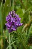 Oxytropis lapponica