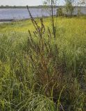 Pedicularis palustris. Плодоносящее растение. Ханты-Мансийский автономный округ — Югра, Октябрьский р-н, сельское поселение Курымкары, окр. пос. Горнореченск, правый берег р. Обь, сырой луг. 03.09.2022.