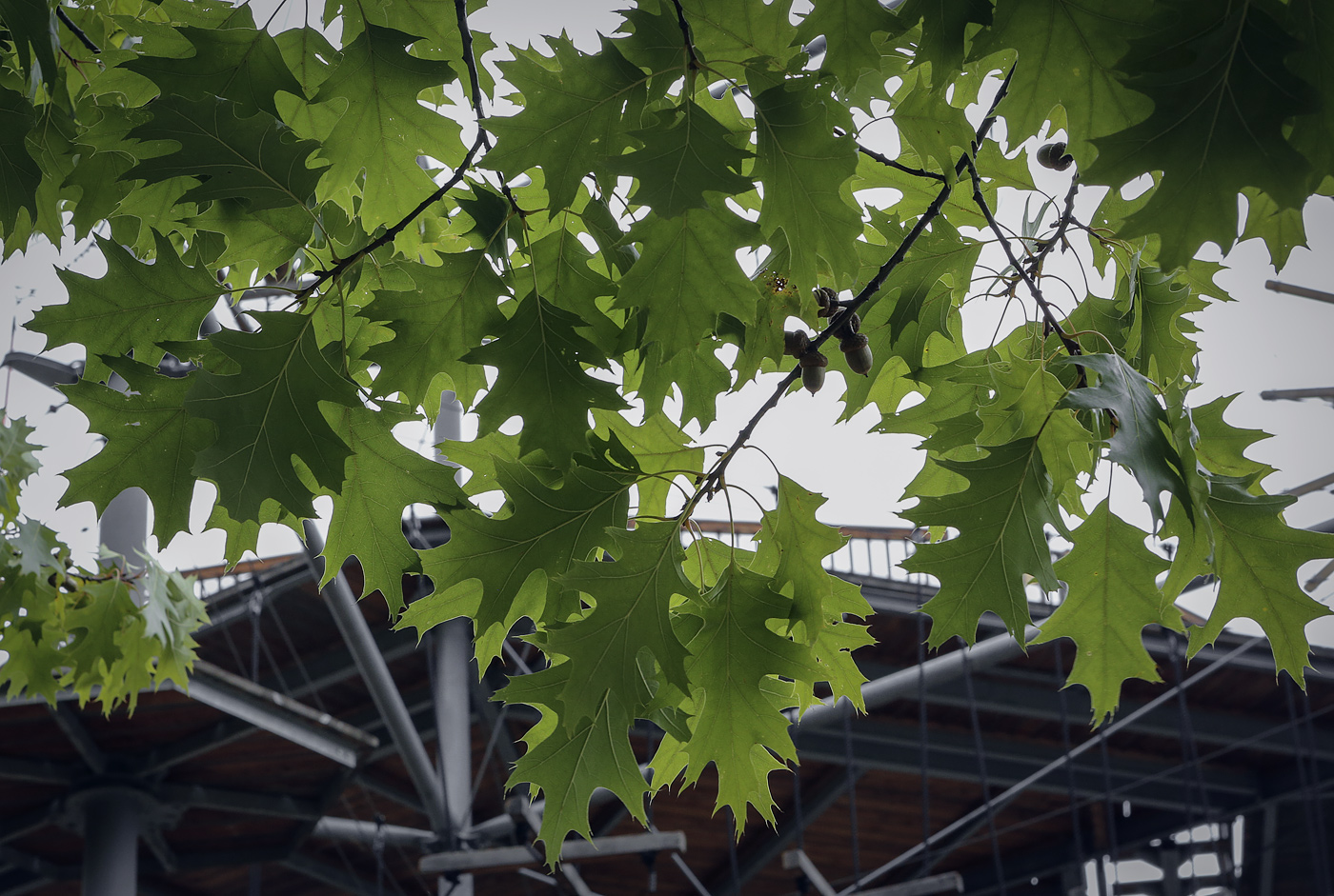 Изображение особи Quercus rubra.