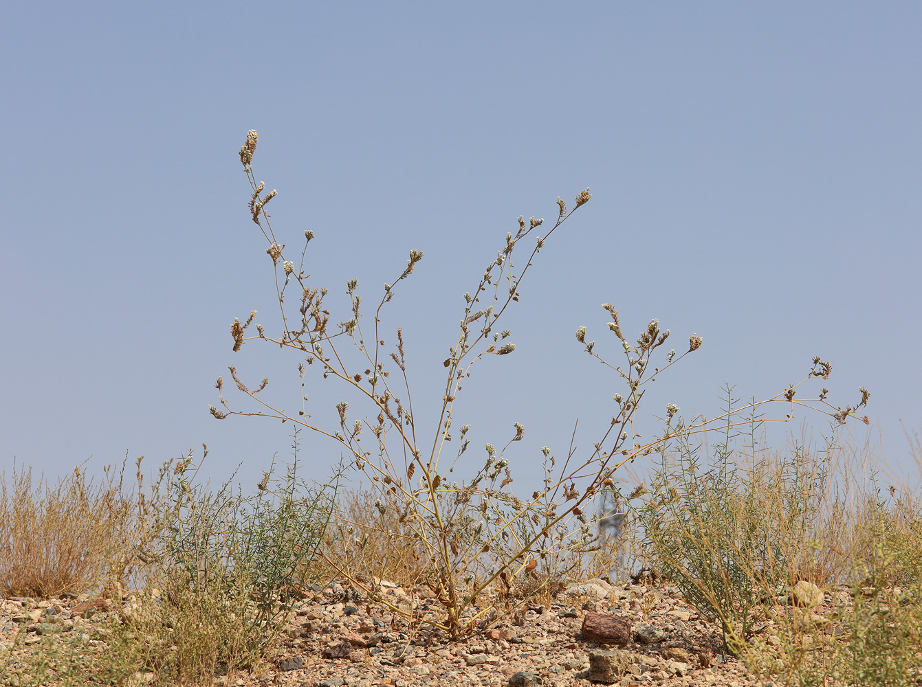 Image of Heliotropium olgae specimen.