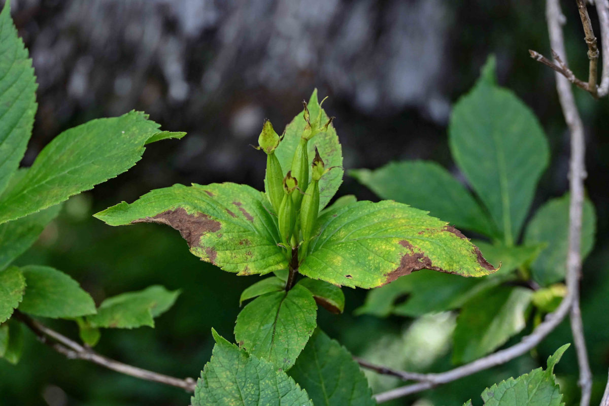 Изображение особи Weigela middendorffiana.