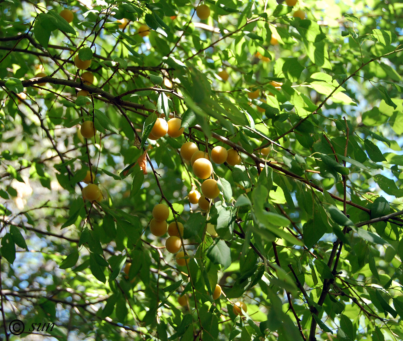 Изображение особи Prunus cerasifera.