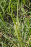 семейство Poaceae