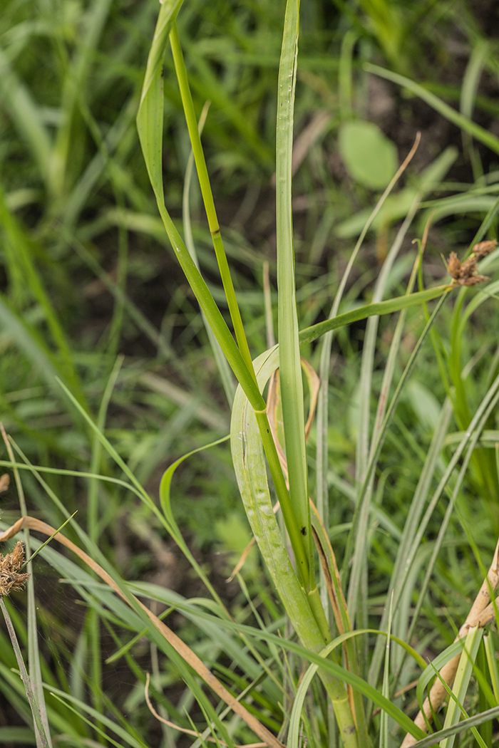 Изображение особи семейство Poaceae.