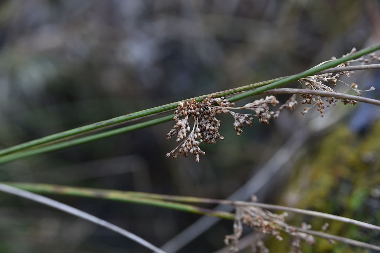 Изображение особи Juncus effusus.