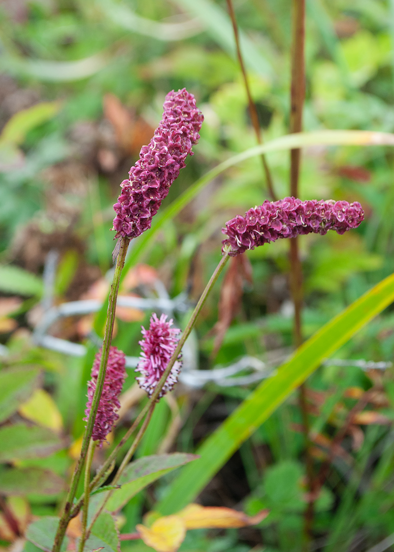 Image of Sanguisorba tenuifolia specimen.