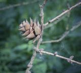 Larix × maritima. Сухая веточка с шишкой. Ярославская обл., г. Переславль-Залесский, дендрологический парк им. С. Ф. Харитонова, в культуре. 12.06.2022.