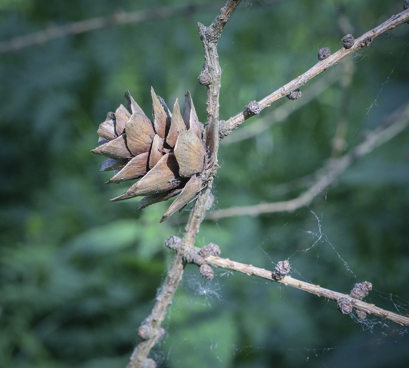 Image of Larix &times; maritima specimen.