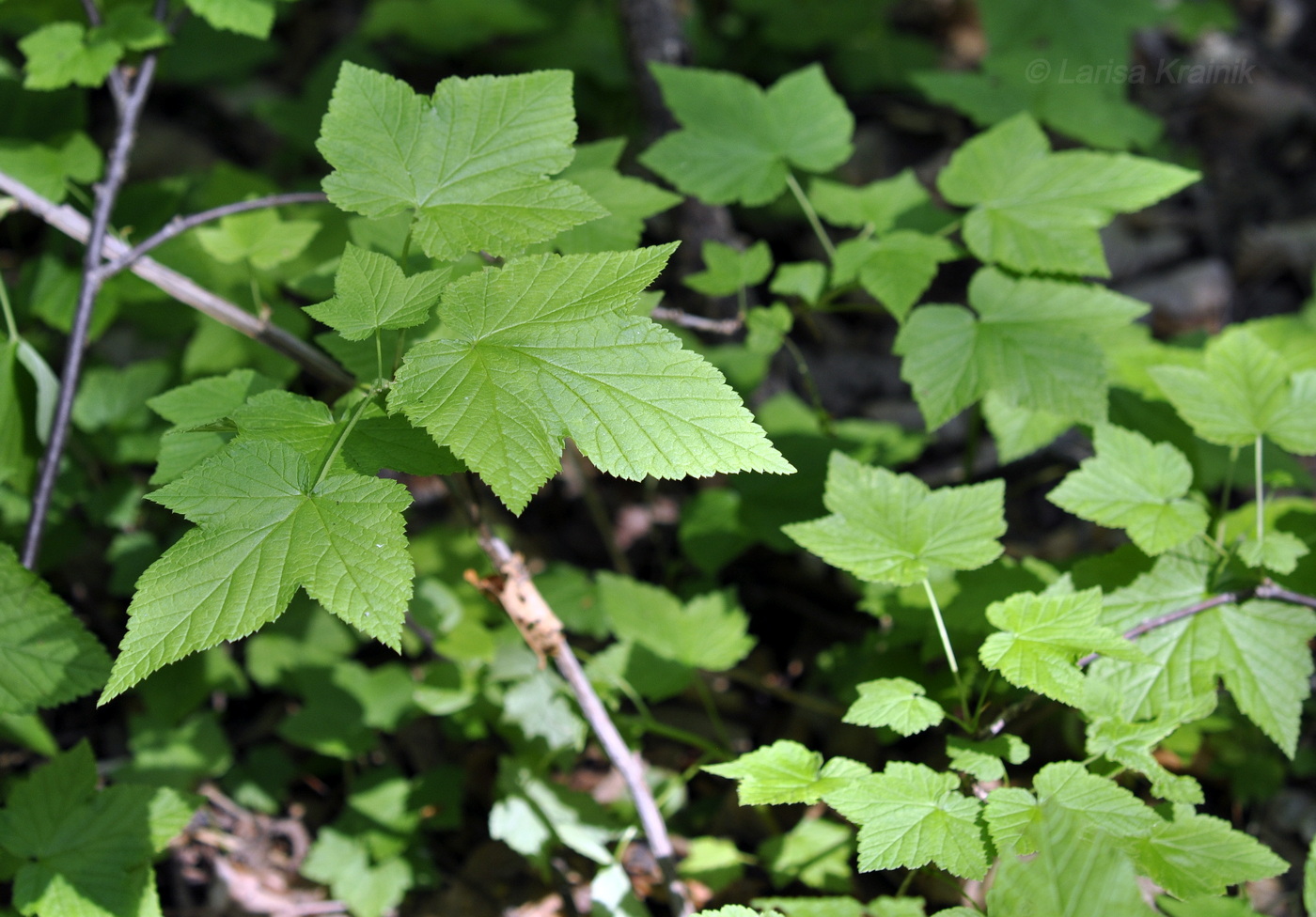 Image of Ribes mandshuricum specimen.