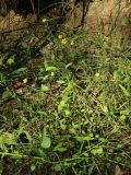 Ranunculus flammula