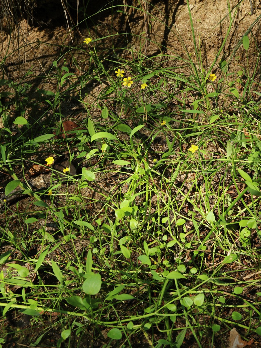Image of Ranunculus flammula specimen.