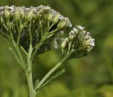 Achillea ptarmicoides. Верхушка растения (вид сбоку) с личинкой клопа. Приморский край, Уссурийский гор. округ, окр. с. Монакино, широколиственное редколесье. 13.07.2022.