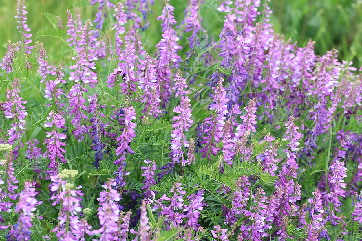 Image of Vicia cracca specimen.