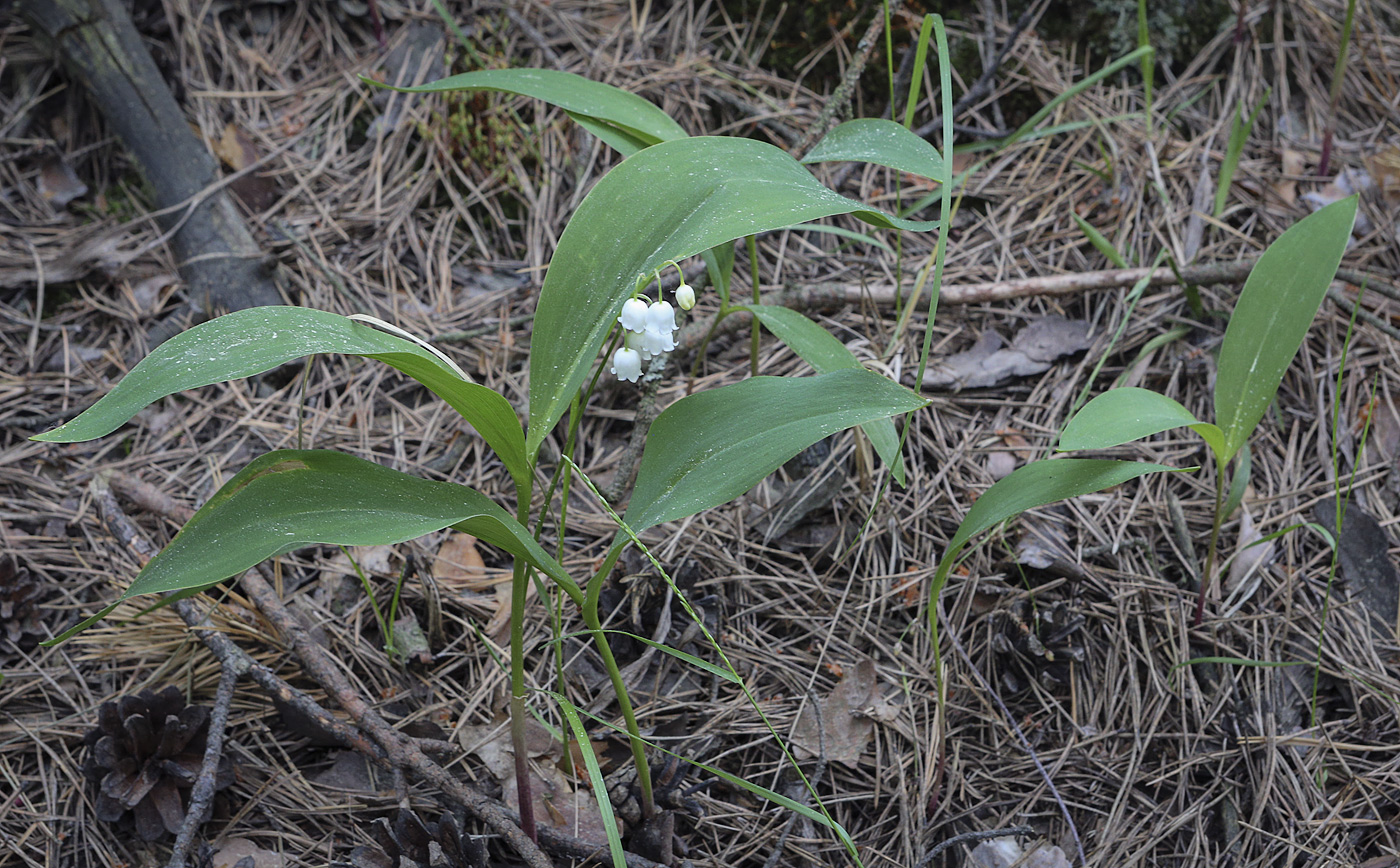 Изображение особи Convallaria majalis.