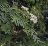 Sorbus aucuparia
