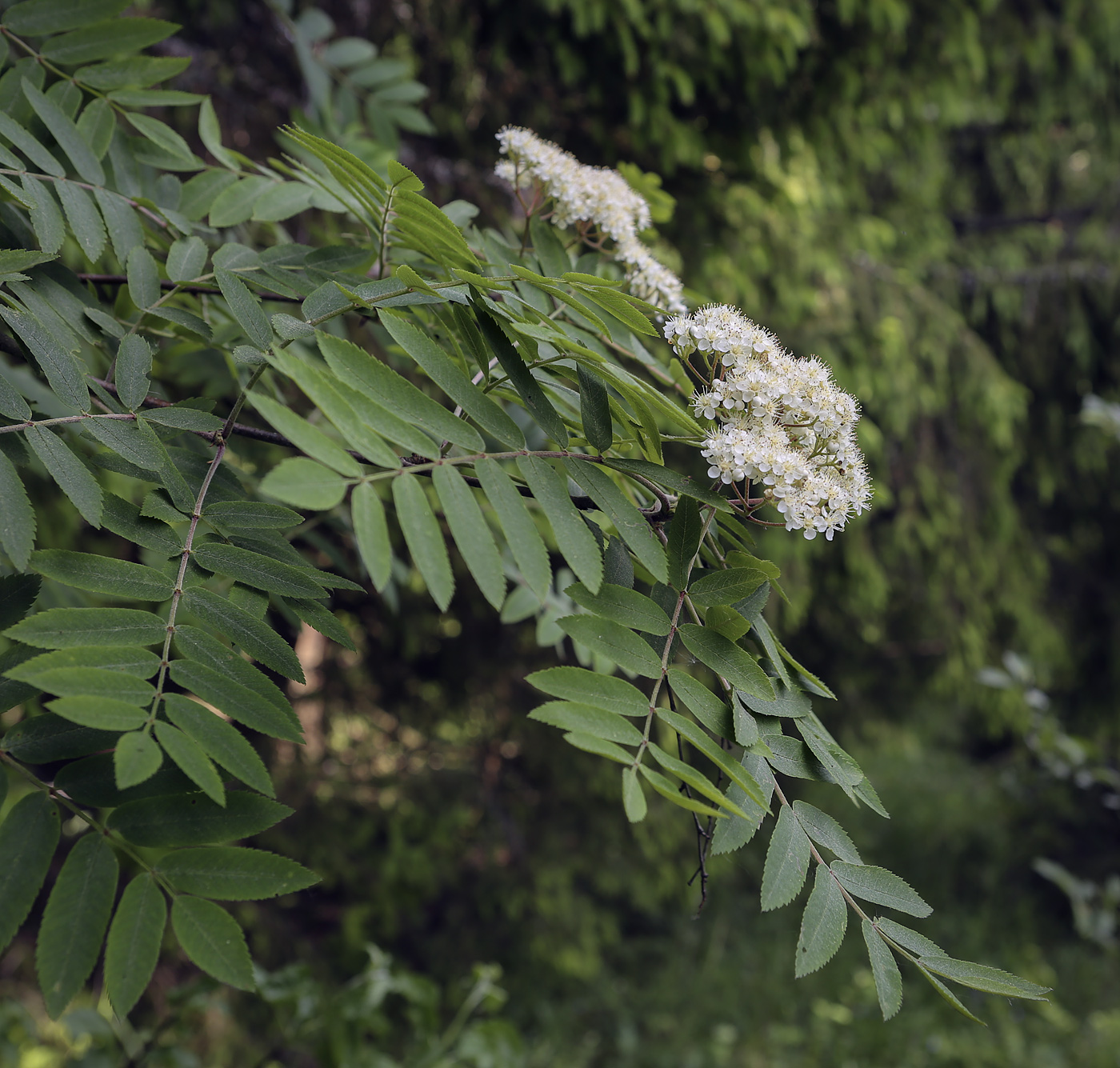 Изображение особи Sorbus aucuparia.