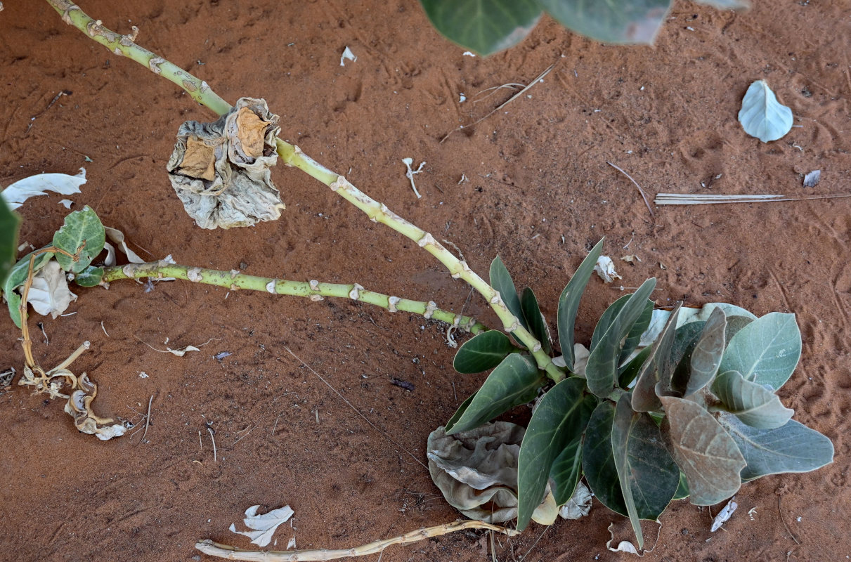 Image of Calotropis procera specimen.