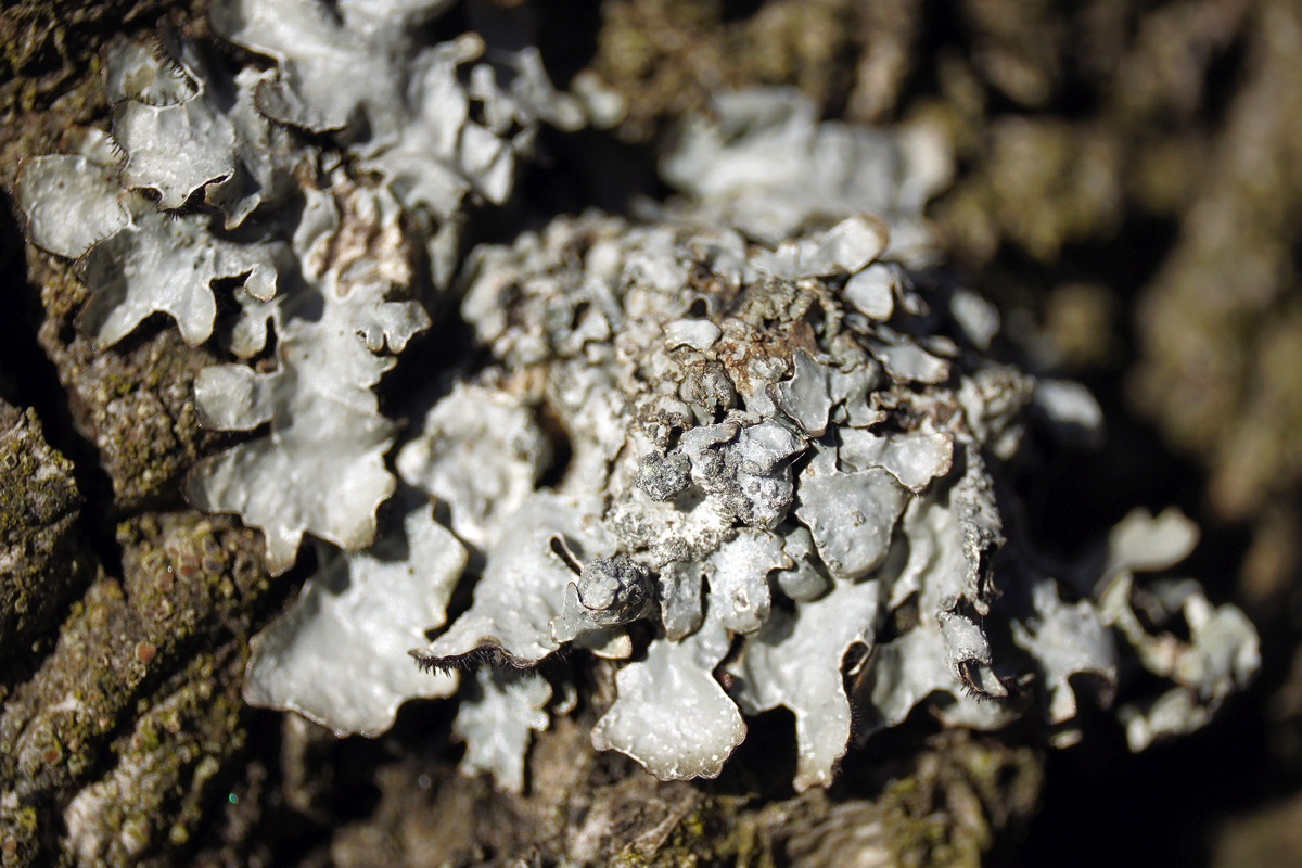 Image of Parmelia sulcata specimen.