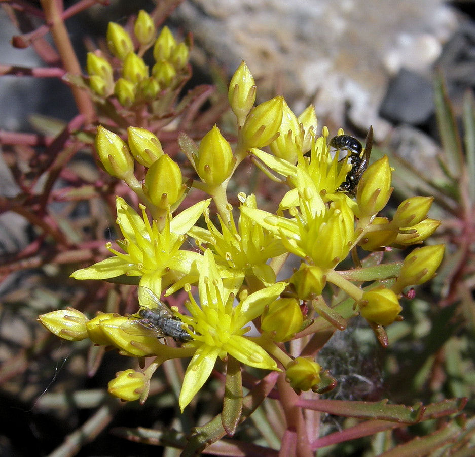 Image of Aizopsis middendorfiana specimen.