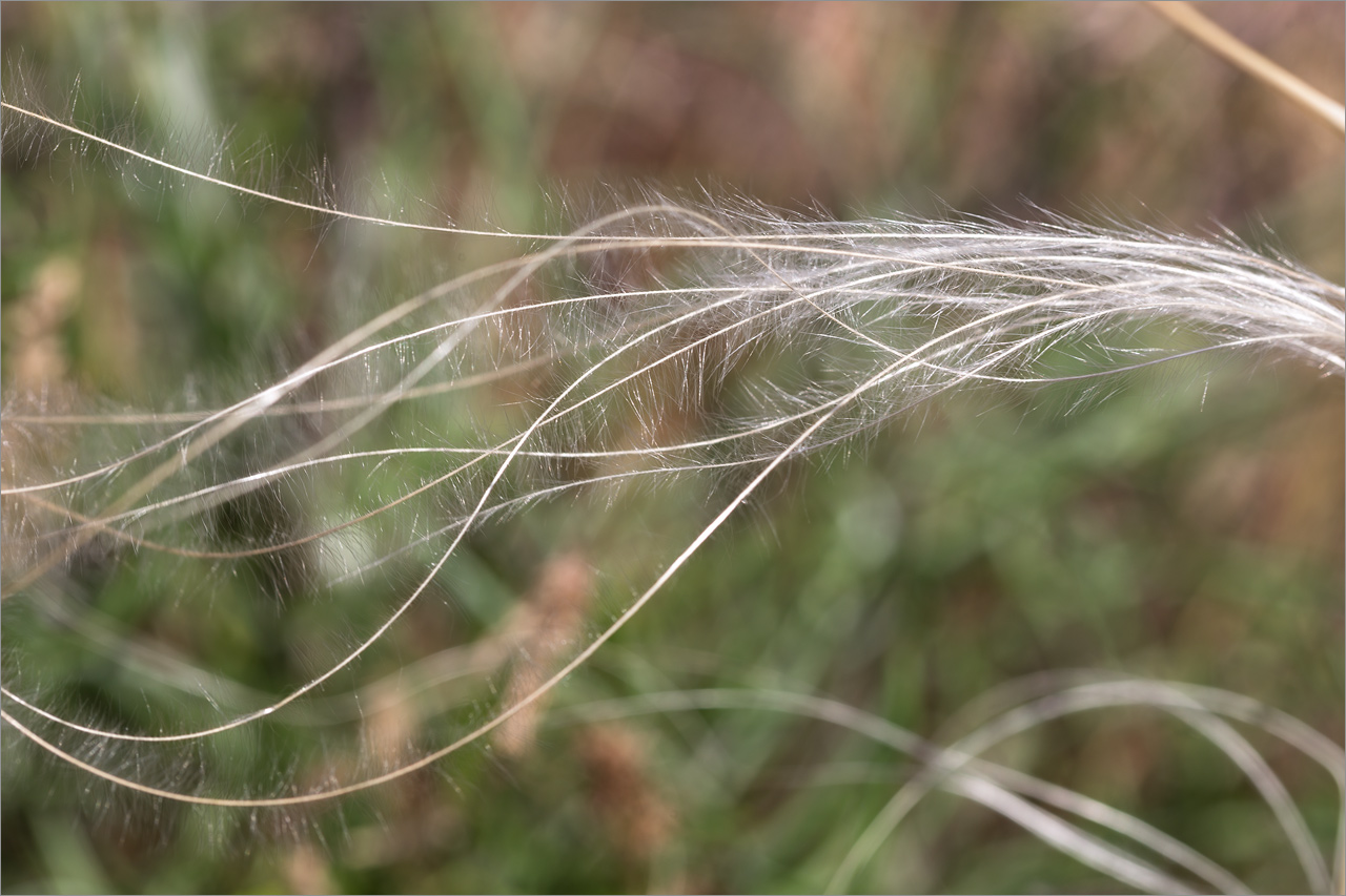 Image of genus Stipa specimen.