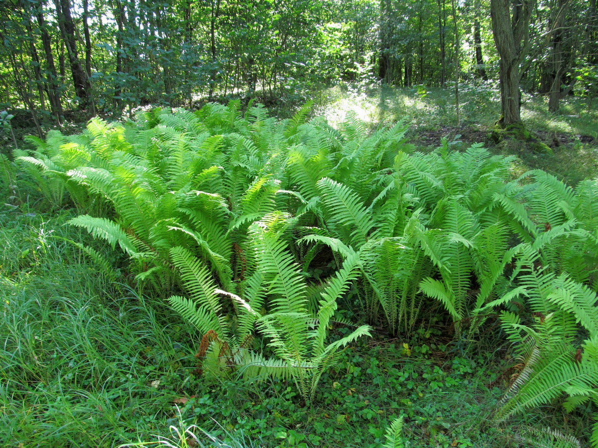 Image of Matteuccia struthiopteris specimen.