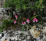 Gladiolus triphyllus