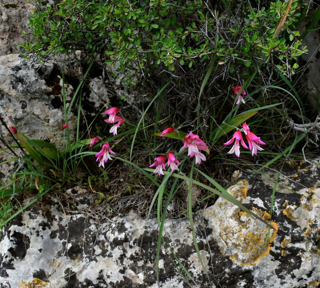 Изображение особи Gladiolus triphyllus.