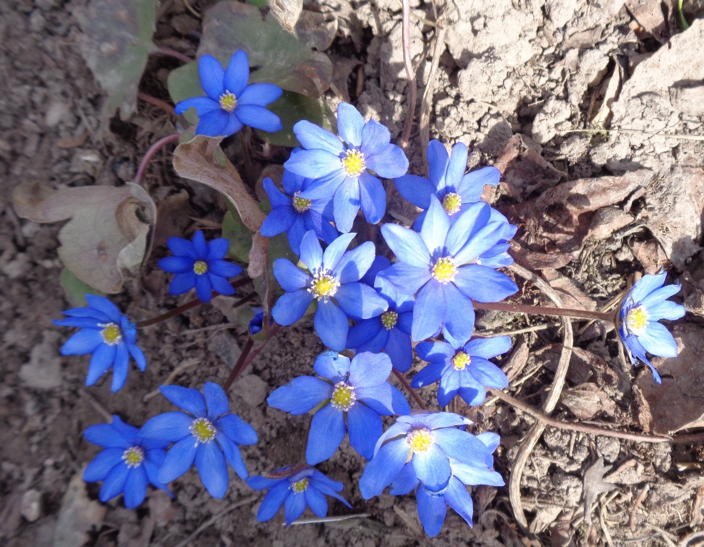 Image of Hepatica nobilis specimen.