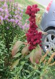 Celosia cristata