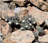 Arenaria saponarioides