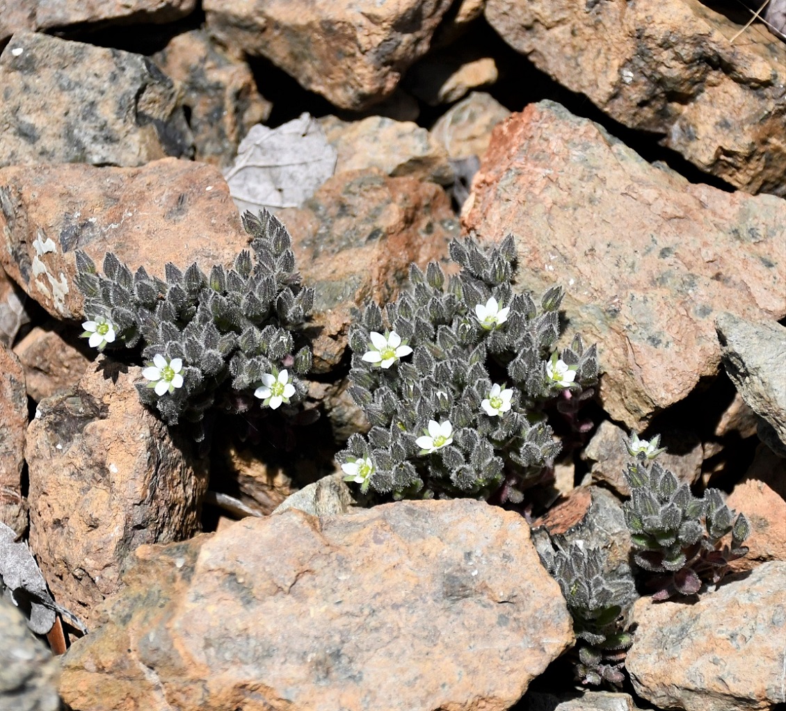 Image of Arenaria saponarioides specimen.